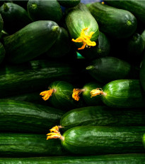 BIO Uhorka šalátová Flamingo F1 - Cucumis sativus - bio semená - 4 ks