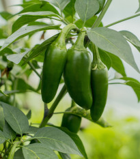 Chilli Jalapeno - Capsicum annuum - semená - 6 ks