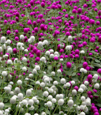 Pestrovka guľovitá zmes farieb - Gomphrena globosa - semená - Gomfréna hlávkatá zmes farieb - Gomphrena globosa - semená - 0,1 g