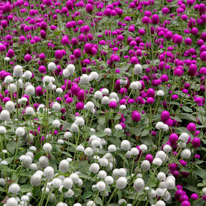 Pestrovka guľovitá zmes farieb - Gomphrena globosa - semená - Gomfréna hlávkatá zmes farieb - Gomphrena globosa - semená - 0,1 g
