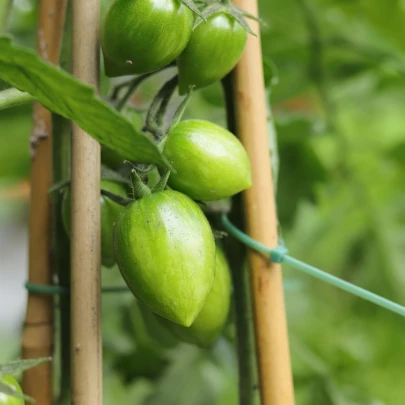 Paradajka Artisan Green Tiger - Solanum lycopersicum - semená - 5 ks