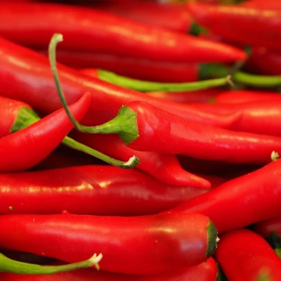 Chilli Kajenské korenie Thick - Capsicum annuum - semená - 6 ks