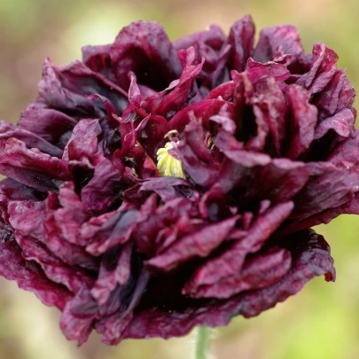 Mak Black Peony - Papaver somniferum - semená - 150 ks