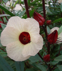 Ibištek sudánsky - Hibiscus sabdariffa - semená - 8 ks