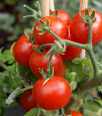 Paradajka balkónová Balkonstar - Solanum Lycopersicum - semená - 10 ks