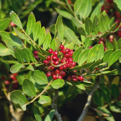 Pistácia lentiscus - Pistacia lentiscus - semená - 6 ks