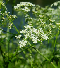 BIO Trebuľka siata - Anthriscus cerefolium - bio semená - 0,8 g