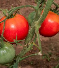 BIO Paradajka Diplom F1 - Solanum lycopersicum - bio semená - 8 ks