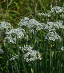 Pažítka čínska cesnaková Kobold - Allium tuberosum - semená - 130 ks