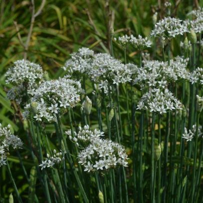 Pažítka čínska cesnaková Kobold - Allium tuberosum - semená - 130 ks