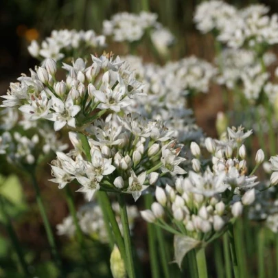 Pažítka čínska cesnaková Kobold - Allium tuberosum - semená - 130 ks