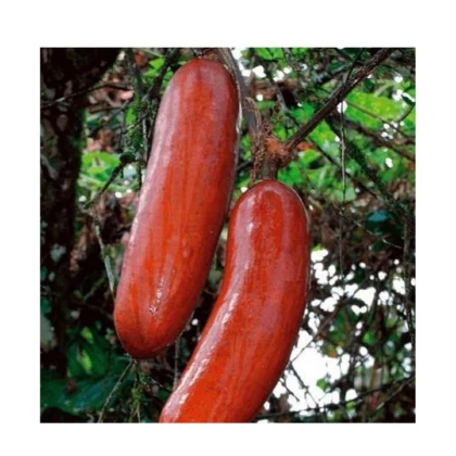 Casabanan - Muškátová uhorka - Sicana odorifera - semená - 6 ks