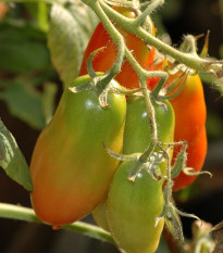 Paradajka Big Mama F1 - Solanum lycopersicum - semená - 7 ks