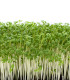 Žerucha záhradná Dánska - Lepidium sativum - semená - 850 ks