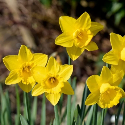 Narcis Carlton - Narcissus - cibuľoviny - 3 ks