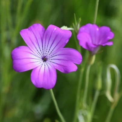 Kúkoľ Poľný - Agrostemma githago - semená - 50 ks