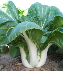 Čínska kapusta Paket - Brassica Chinensis - semená - 100 ks