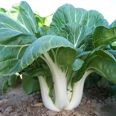 Čínska kapusta Paket - Brassica Chinensis - semená - 100 ks