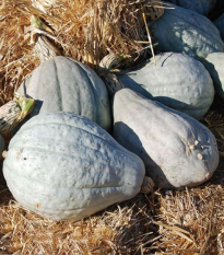 Tekvica Blue Hubbard - Cucurbita maxima - semená - 7 ks