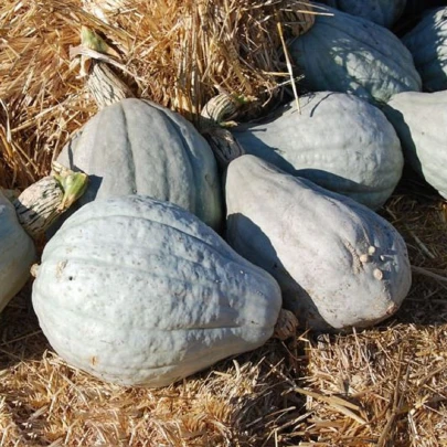 Tekvica Blue Hubbard - Cucurbita maxima - semená - 7 ks