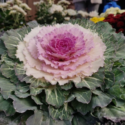 Okrasná kapusta Pigeon F1 Victoria - Brassica oleracea - semená - 20 ks