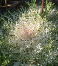 Okrasná kapusta Peacock F1 Biela - Brassica oleracea - semená - 20 ks