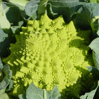 Karfiol Veronica F1 - Brassica oleracea L. convar. botrys - semená - 10 ks