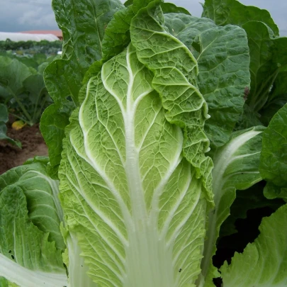 Pekingská kapusta Hilton - Brassica pekinensis - semená - 100 ks