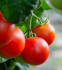 Paradajka Tamina - Solanum Lycopersicum - semená - 20 ks