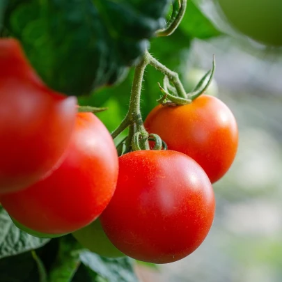 Paradajka Tamina - Solanum Lycopersicum - semená - 20 ks