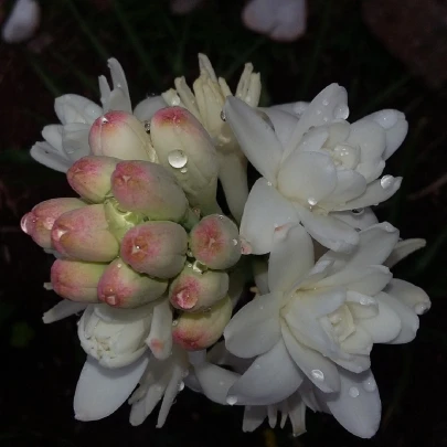 Tuberóza hľuznatá - Polianthes tuberosa - cibuľoviny - 1 ks