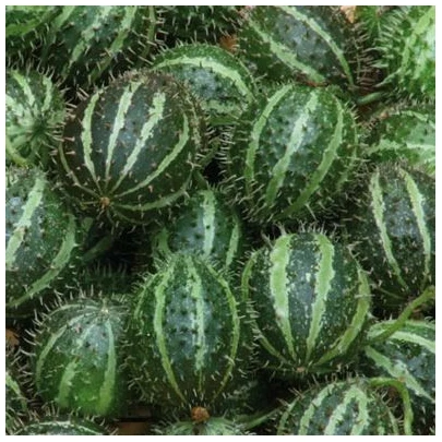 Okrasná egrešová uhorka - Cucumis myriocarpus - semená - 6 ks