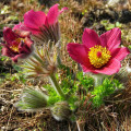 Poniklec obyčajný Rote Glocke - Pulsatilla vulgaris - semená - 10 ks