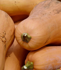 BIO Tekvica muškátová Butterscotch F1 - Cucurbita moschata - bio semená - 5 ks