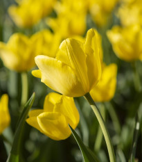 Tulipán Purissima - Tulipa - cibuľoviny - 3 ks