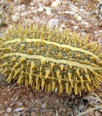 Uhorka okrasná - Cucumis africanus - semená - 6 ks