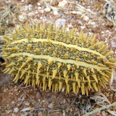 Uhorka okrasná - Cucumis africanus - semená - 6 ks