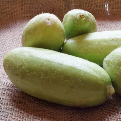 Zeleninový melón Carosello Baresey - Cucumis flexuosus - semená melónovej uhorky - 7 ks