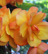 Begónia Golden Balcony - Begonia tuberhybrida - cibuľoviny - 2 ks