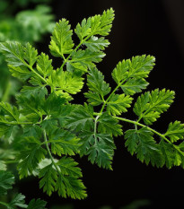 BIO Trebuľka siata Fijne Krul - Anthriscus cerefolium crispum - bio semená - 400 ks