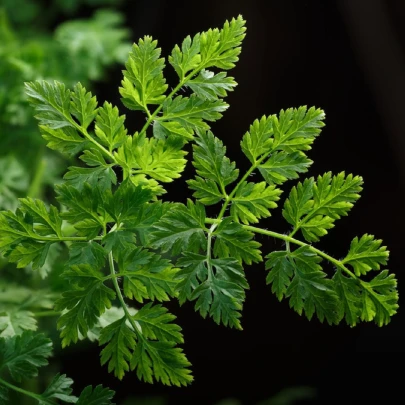 BIO Trebuľka siata Fijne Krul - Anthriscus cerefolium crispum - bio semená - 400 ks