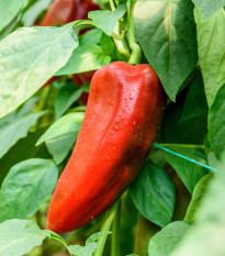 Paprika ročná Radmila F1 - Capsicum annuum - semená - 15 ks