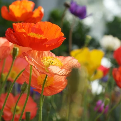 Mak islandský zmes farieb - Papaver nudicaule - semená - 50 ks