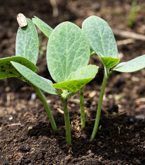 Tekvica figolistá na štepenie - Cucurbita ficifolia - semená - 10 ks