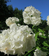 Plamienka biela - Phlox - voľnokorenne sadenice plamienky - 1 ks