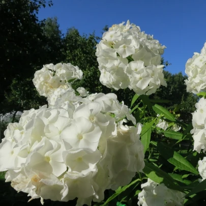 Plamienka biela - Phlox - voľnokorenne sadenice plamienky - 1 ks