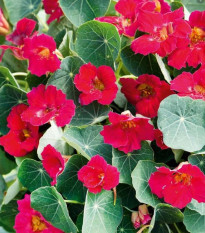 Kapucínka ružová Baby deep rose - Tropaeolum minus - semená - 8 ks