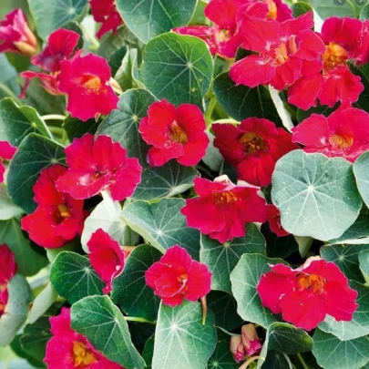 Kapucínka ružová Baby deep rose - Tropaeolum minus - semená - 8 ks