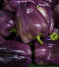 Paprika fialová Oda - Capsicum annuum - semená - 9 ks