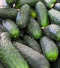 Uhorka nakladačka Diamant F1 - Cucumis sativus - semená - 8 ks